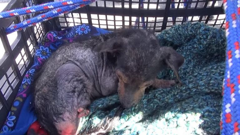 狗狗受到虐待一瘸一拐,狗狗被虐待断腿