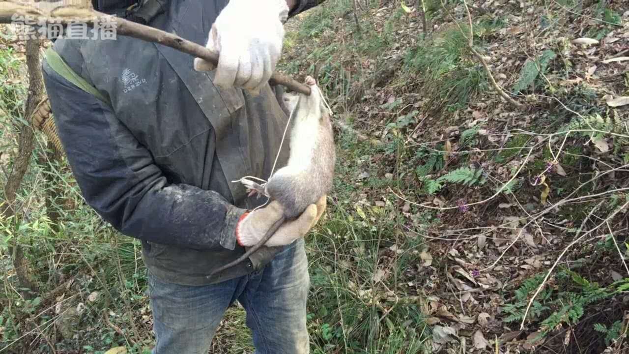野外生存捕猎最常见的吊脚套陷阱，对付山鼠那是来一只逮一只