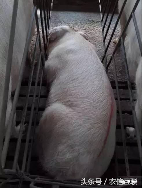 母猪产前低温不食是怎么回事,母猪低温不吃食最佳治疗方案