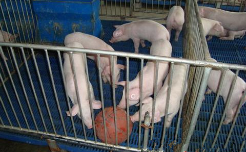 小猪咬架原因及解决方法,小猪相互咬尾巴需要喂什么药