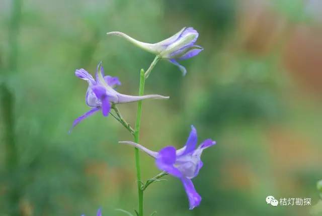 在野外什么千万别碰,这些植物千万不要乱碰
