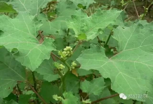 在野外什么千万别碰,这些植物千万不要乱碰