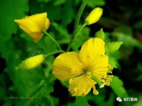 在野外什么千万别碰,这些植物千万不要乱碰