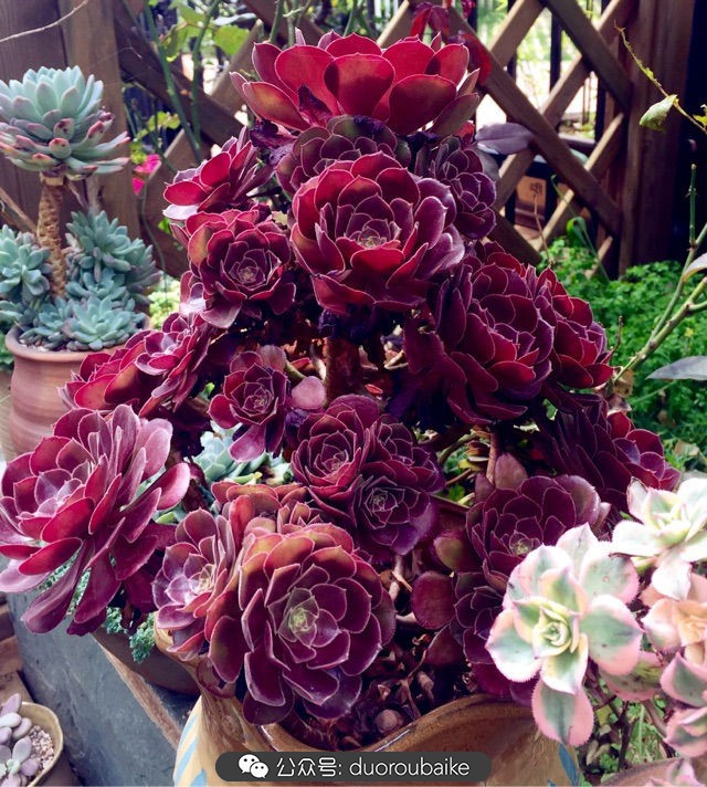 劳尔罗琦很香吗,劳尔与罗琦