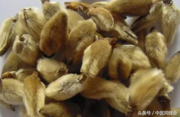 辛夷为什么能通鼻,辛夷通鼻见效时间