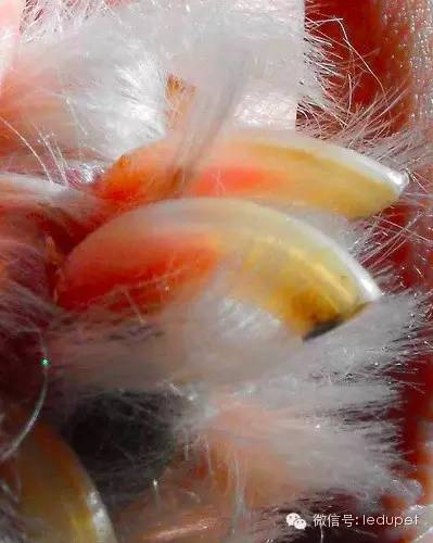 狗狗剪指甲总流血止不住怎么办,狗狗剪指甲流血沾了水怎么办