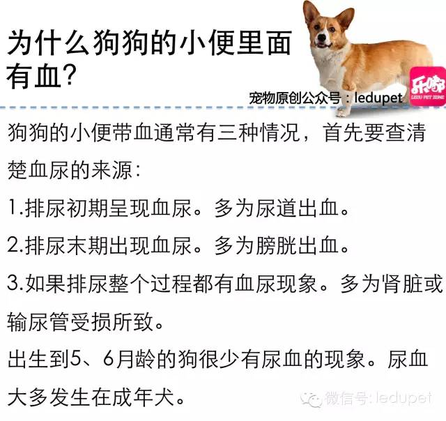 狗狗剪指甲总流血止不住怎么办,狗狗剪指甲流血沾了水怎么办