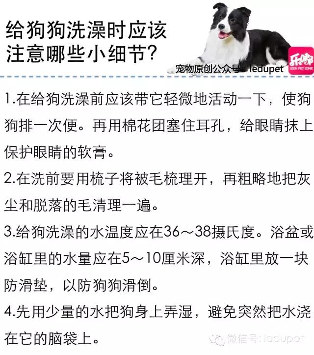 狗狗剪指甲总流血止不住怎么办,狗狗剪指甲流血沾了水怎么办