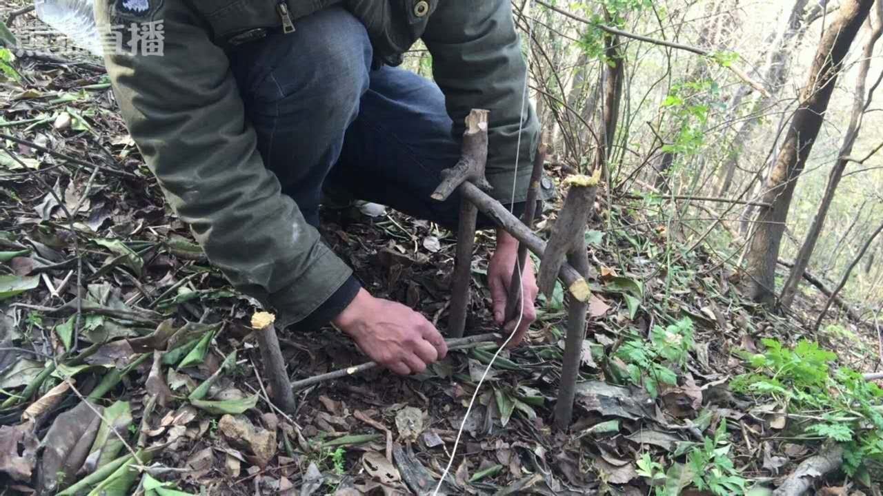 野外生存捕猎最常见的吊脚套陷阱，对付山鼠那是来一只逮一只