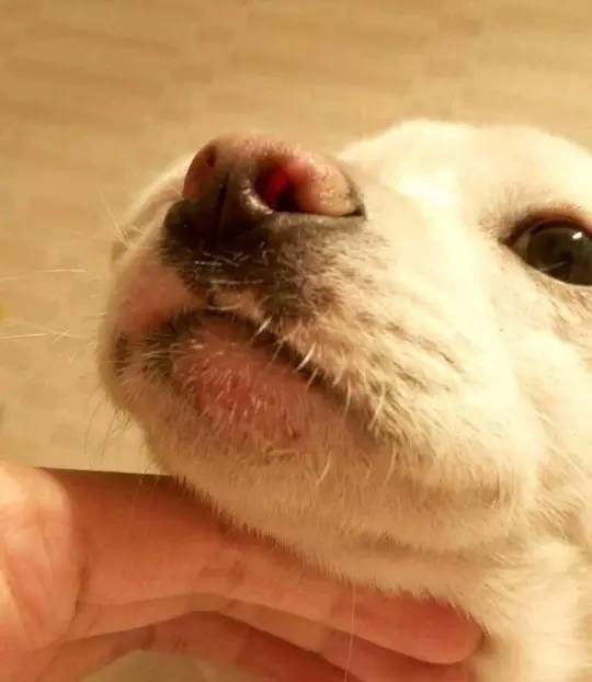 宠物狗长痘痘是怎么引起的,狗狗长痘痘有脓掉毛