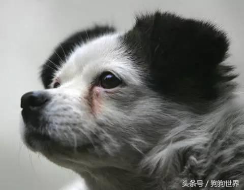 狗狗老是有泪痕是什么品种,狗狗产生泪痕的原因及解决方法
