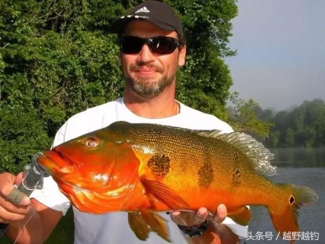 亚马逊钓鱼钓到最大的鱼,亚马逊钓到1吨的鱼