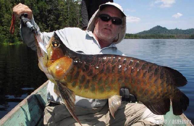 亚马逊钓鱼钓到最大的鱼,亚马逊钓到1吨的鱼