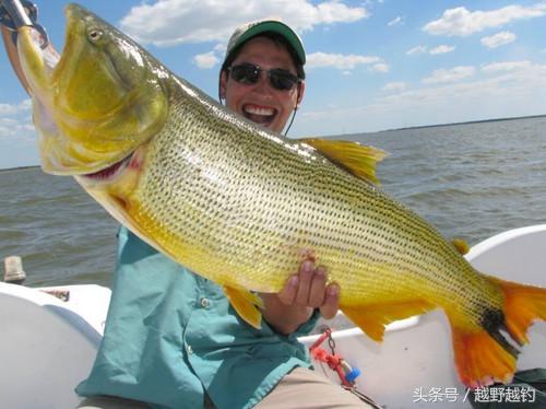 亚马逊钓鱼钓到最大的鱼,亚马逊钓到1吨的鱼