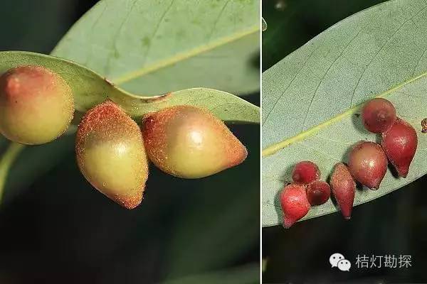 在野外什么千万别碰,这些植物千万不要乱碰