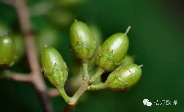 在野外什么千万别碰,这些植物千万不要乱碰