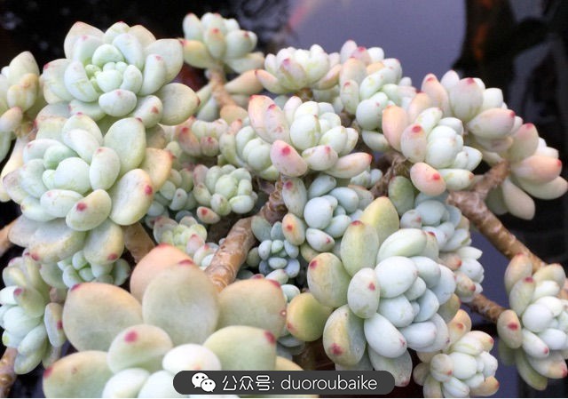 劳尔罗琦很香吗,劳尔与罗琦