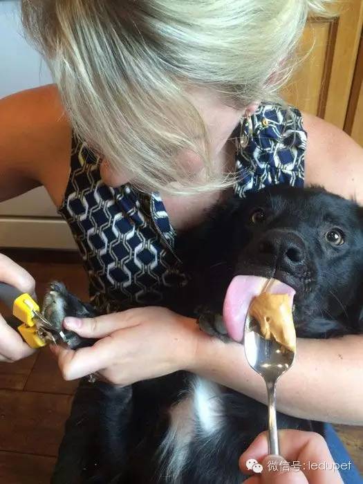 狗狗剪指甲总流血止不住怎么办,狗狗剪指甲流血沾了水怎么办