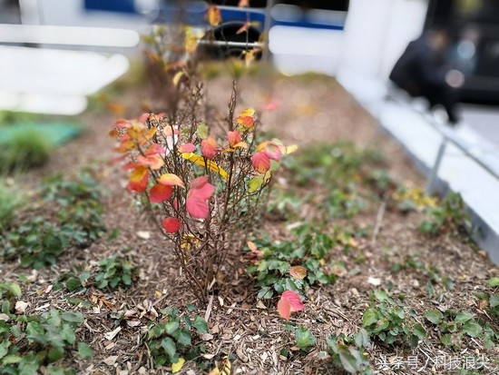 外媒测评华为mate40rs保时捷版,外媒评价华为mate40