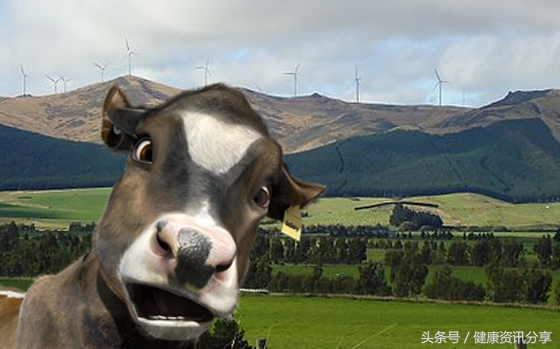 新西兰中老年奶粉推荐,新西兰奶粉查防伪