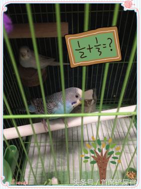 为啥虎皮鹦鹉不亲人,为什么虎皮鹦鹉不繁衍啊