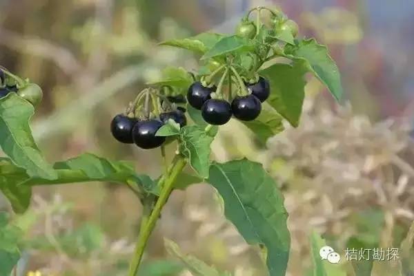 在野外什么千万别碰,这些植物千万不要乱碰