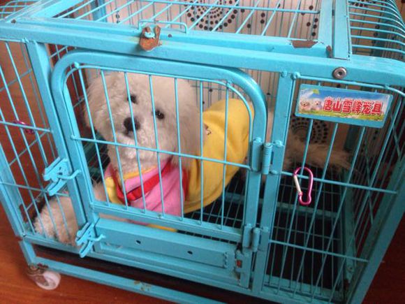 小小比熊视频,小比熊咬人吗