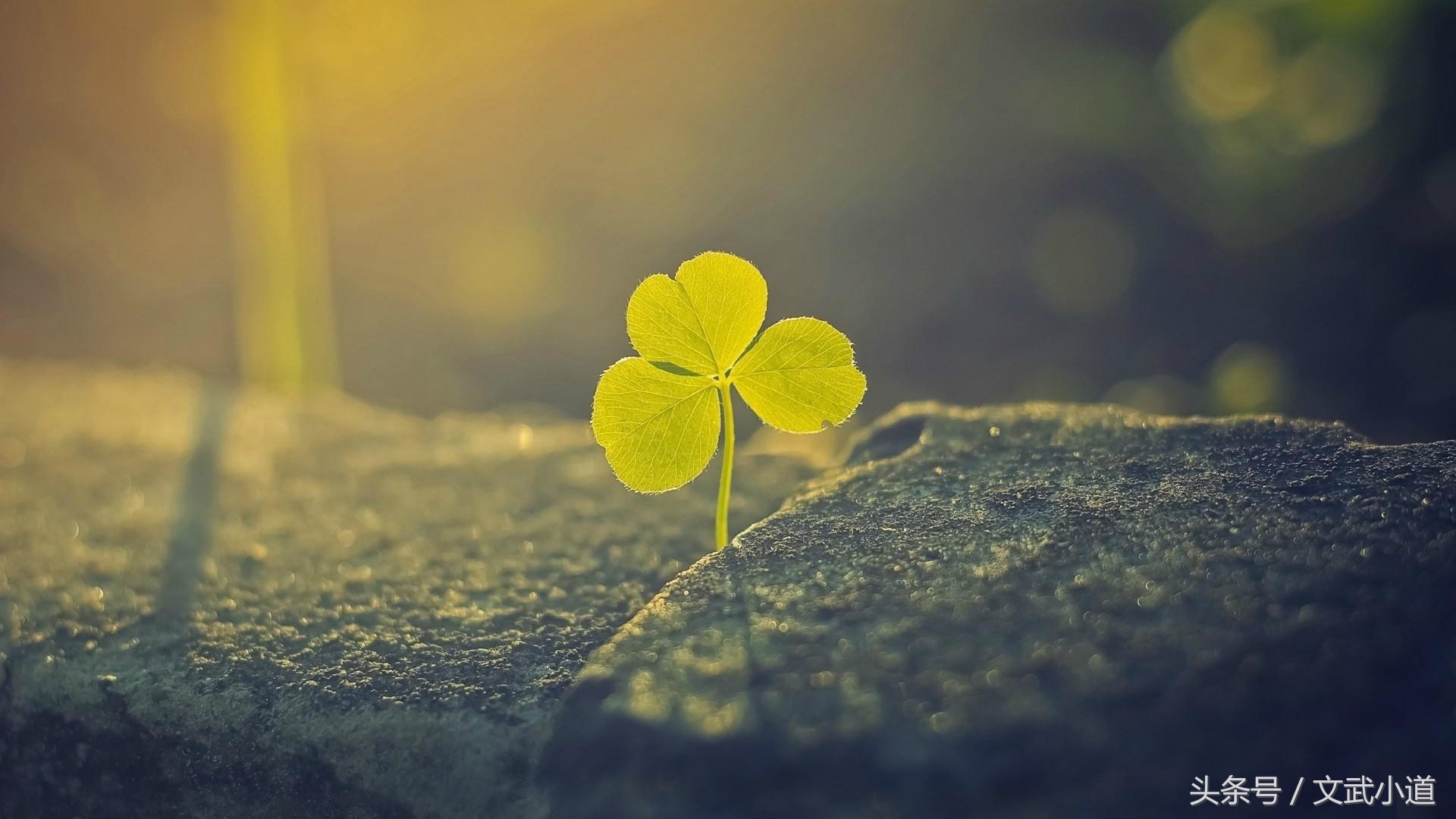 心平百难散意定万事吉什么意思,心平万事皆自愈