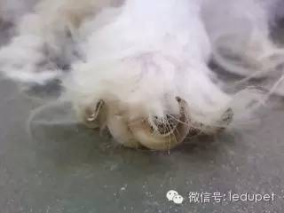 狗狗剪指甲总流血止不住怎么办,狗狗剪指甲流血沾了水怎么办