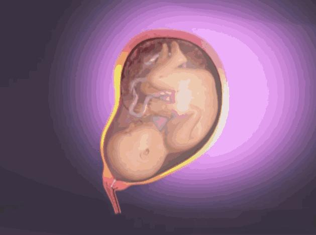 动画演示生孩子全过程，母亲的伟大你可懂？