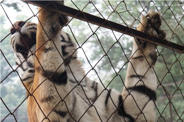 演砸了！滴滴是如何把“共享”概念玩成庞氏*局骗**的？