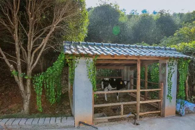 九峰万亩茶园,九峰森林动物园好不好玩