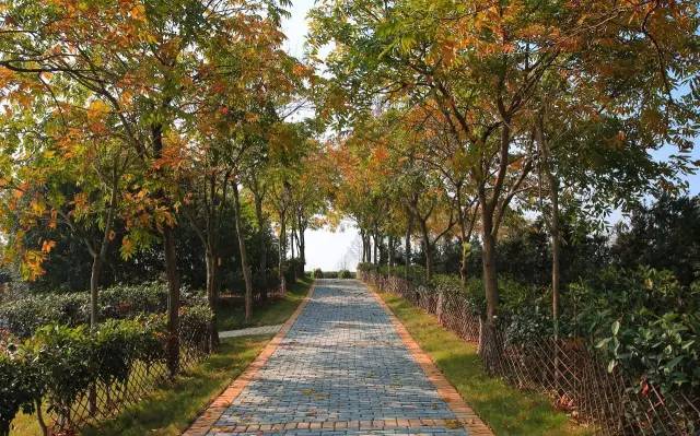 九峰万亩茶园,九峰森林动物园好不好玩