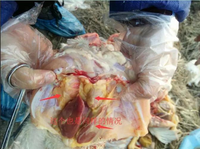 有图有真相！养鸡过程病毒造成的混合感染要这样治疗