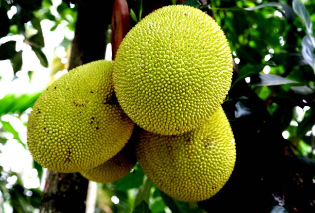 水果皇后菠萝蜜,菠萝蜜为什么叫水果皇后