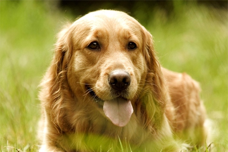 狗狗酷,酷狗狗视频