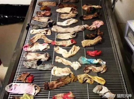 你莫名其妙找不到的东西，可能都在你家狗狗肚子里