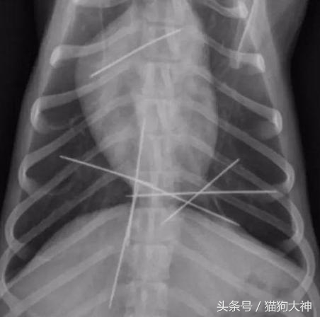 你莫名其妙找不到的东西，可能都在你家狗狗肚子里