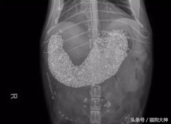 你莫名其妙找不到的东西，可能都在你家狗狗肚子里