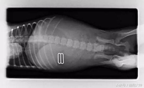 你莫名其妙找不到的东西，可能都在你家狗狗肚子里