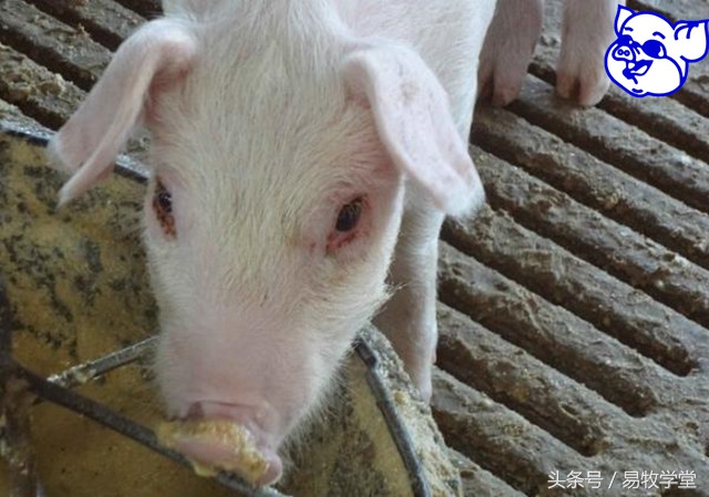 育肥猪泪斑是什么原因引起的,猪有泪斑是什么病怎么治