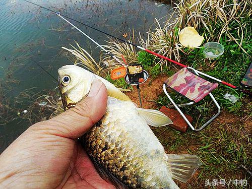 钓鱼人的一周生活,一个钓鱼人的一次完整垂钓过程