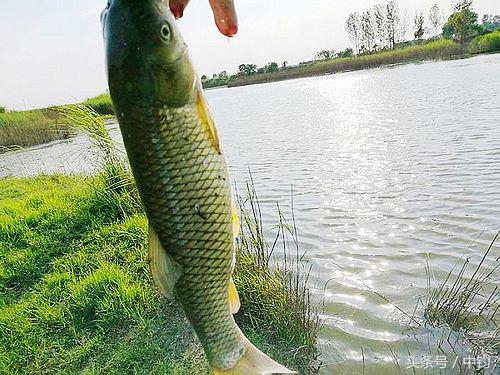 钓鱼人的一周生活,一个钓鱼人的一次完整垂钓过程