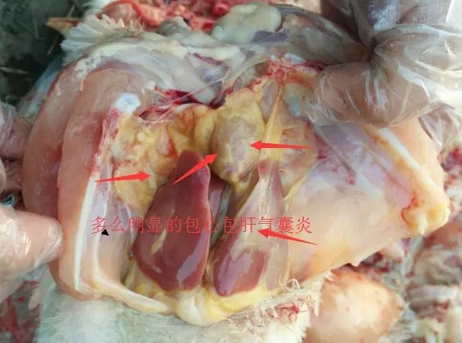 有图有真相！养鸡过程病毒造成的混合感染要这样治疗