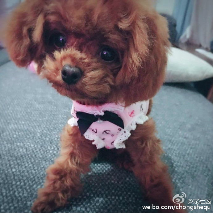 螨虫对我们的危害,泰迪狗有螨虫怎样知道