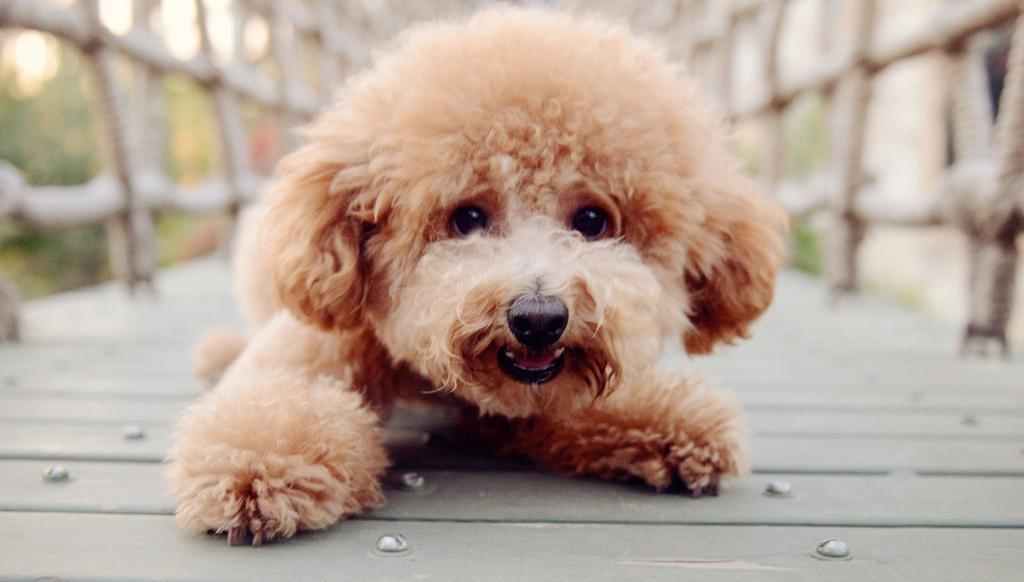 螨虫对我们的危害,泰迪狗有螨虫怎样知道