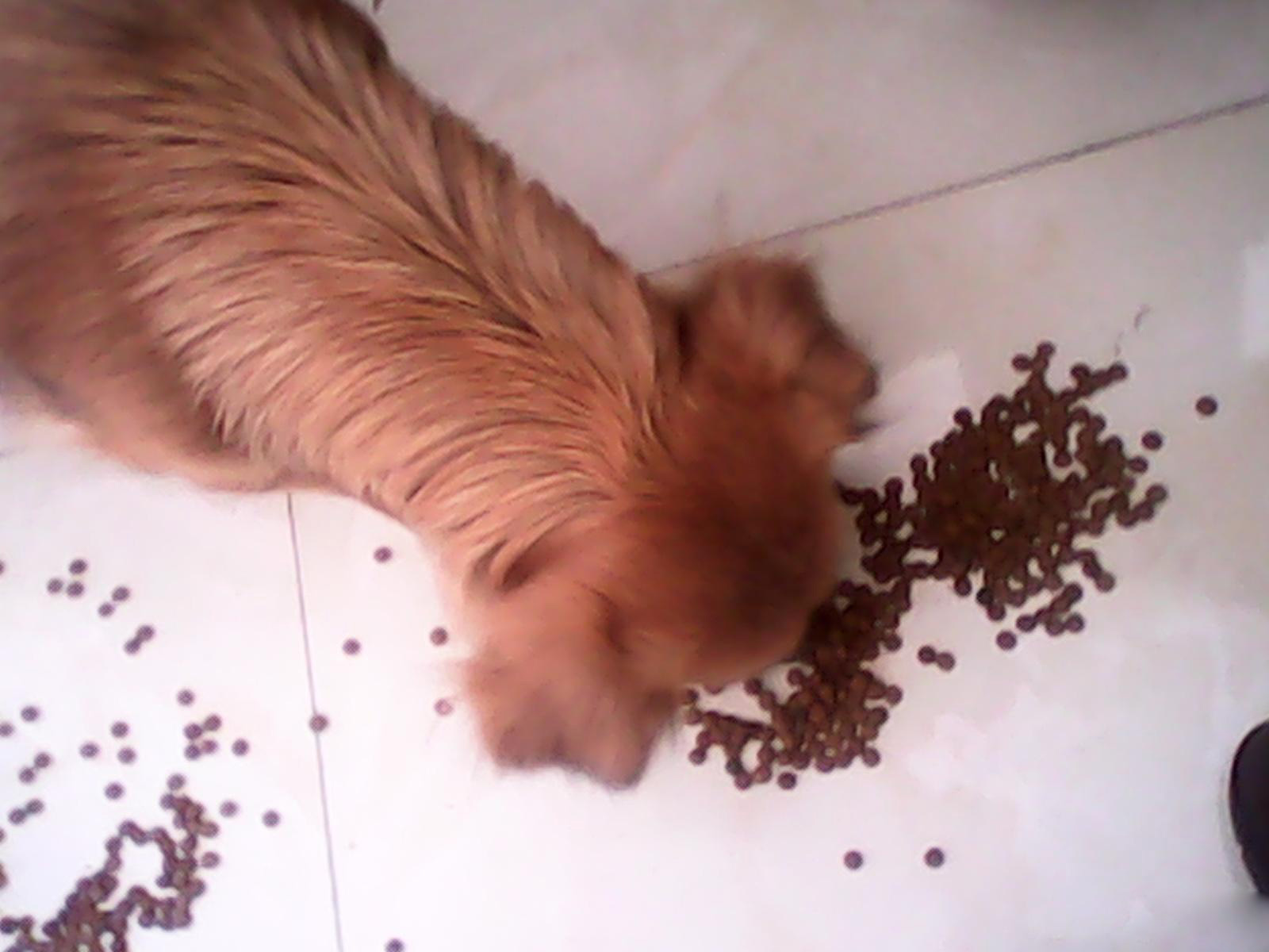 螨虫对我们的危害,泰迪狗有螨虫怎样知道