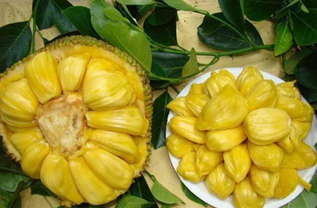 水果皇后菠萝蜜,菠萝蜜为什么叫水果皇后