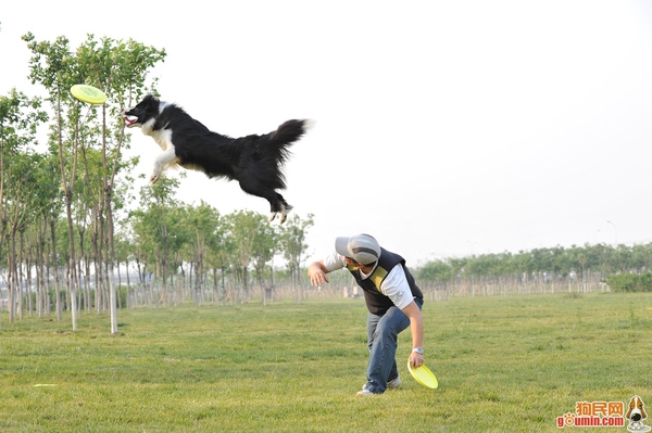 狗狗酷,酷狗狗视频