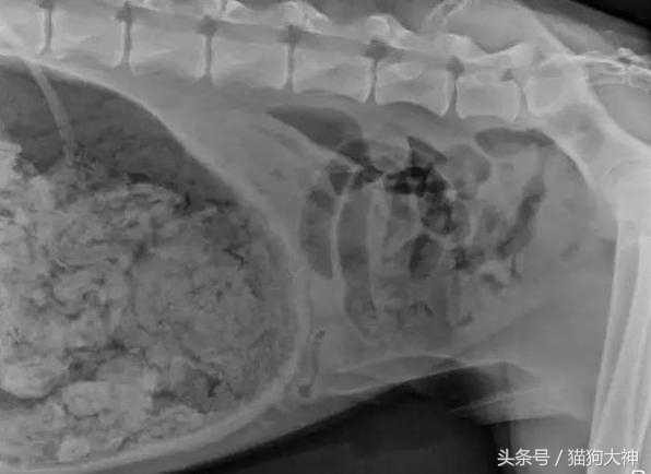 你莫名其妙找不到的东西，可能都在你家狗狗肚子里